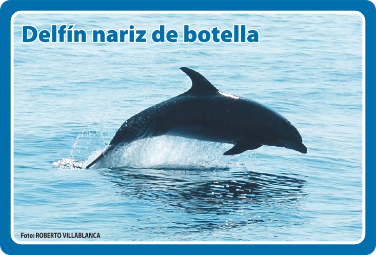 Fauna Frontal