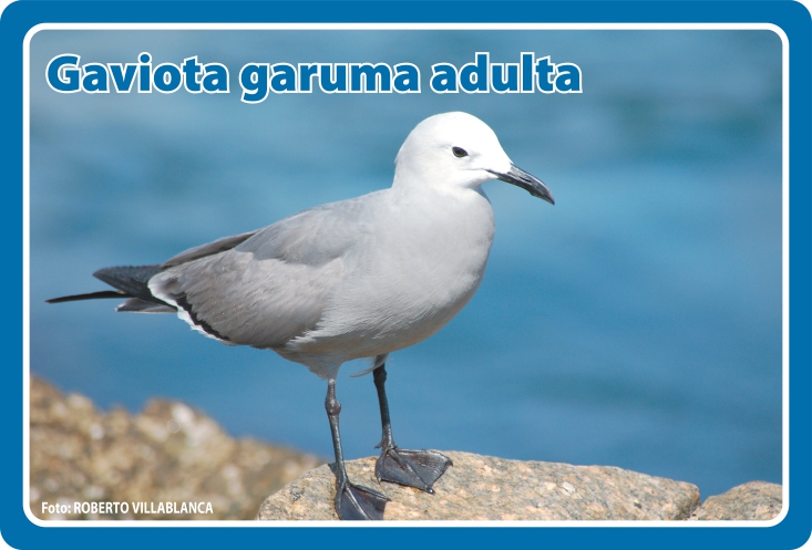 Fauna Frontal