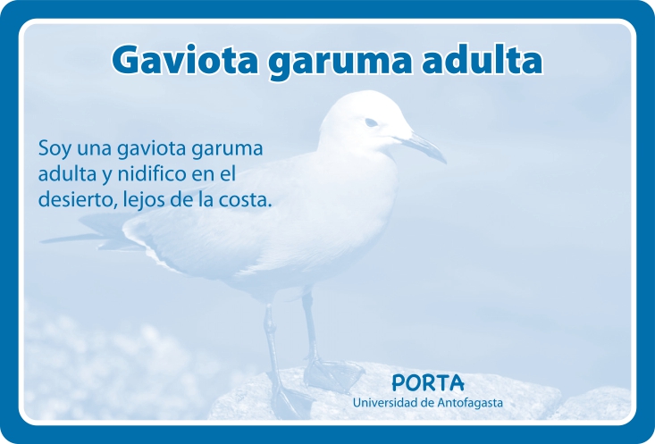 Fauna Reverso