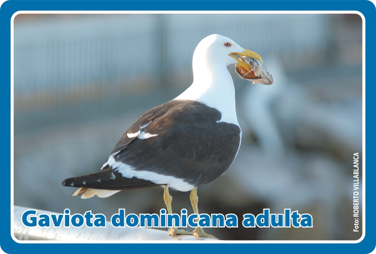 Fauna Frontal
