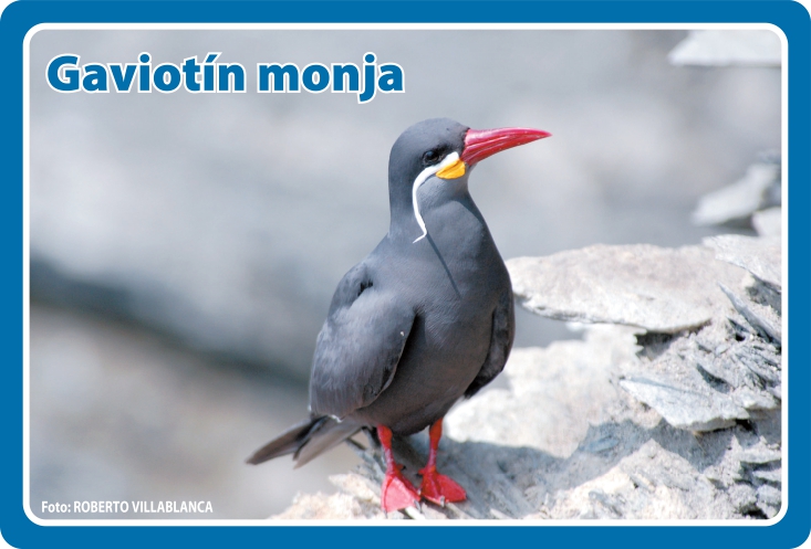 Fauna Frontal