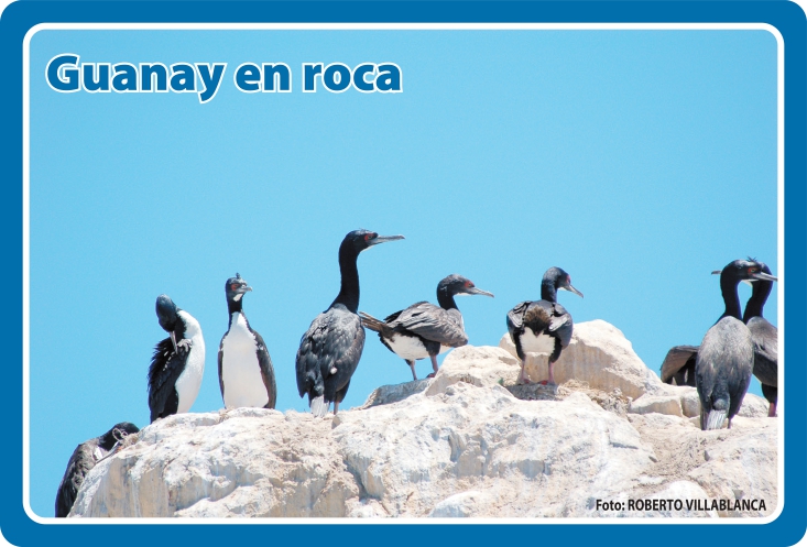 Fauna Frontal