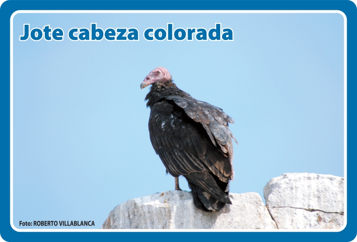 Fauna Frontal
