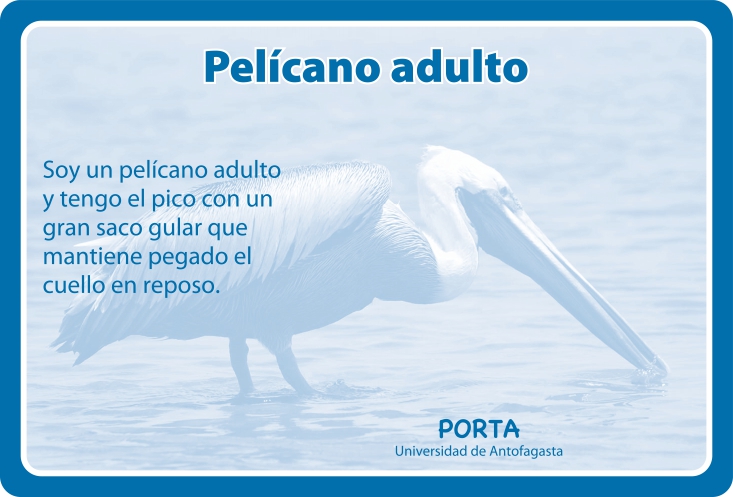 Fauna Reverso