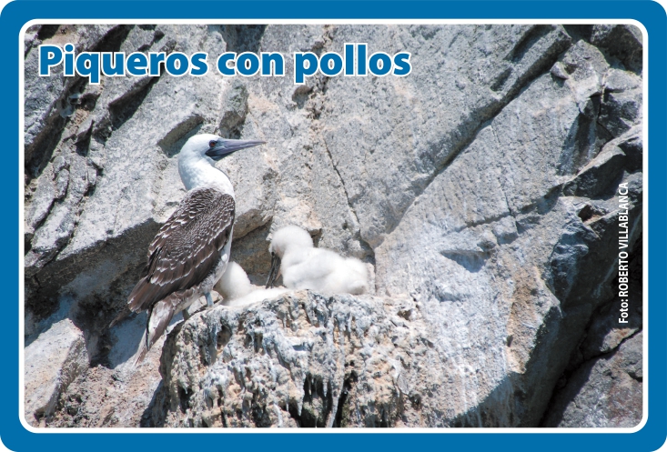 Fauna Frontal