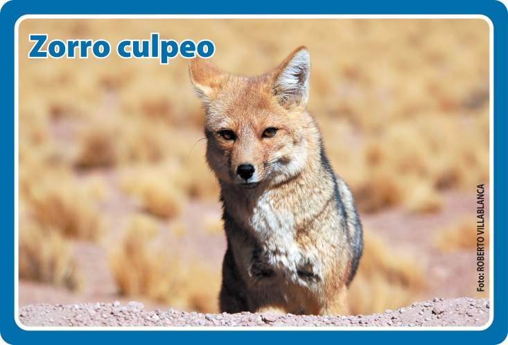 Fauna Frontal