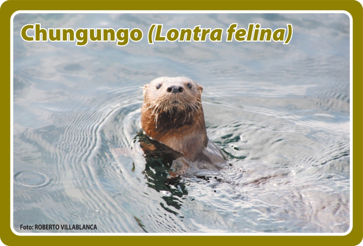Fauna Frontal