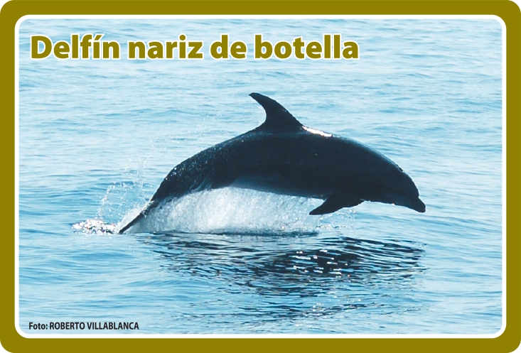 Fauna Frontal