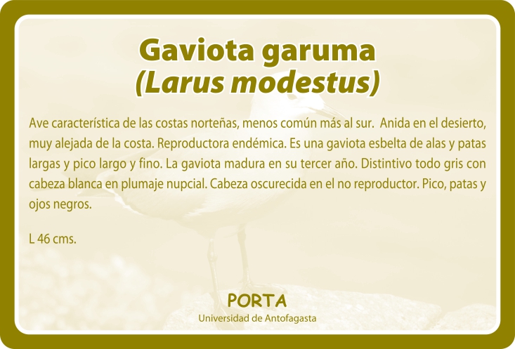 Fauna Reverso