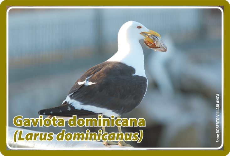 Fauna Frontal