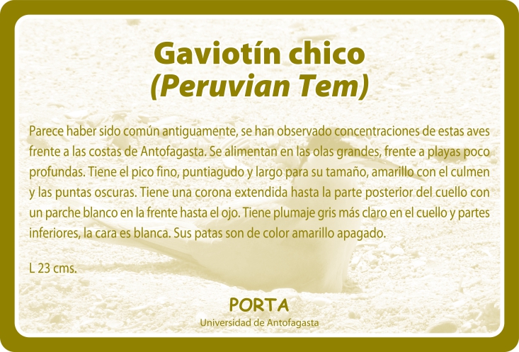 Fauna Reverso