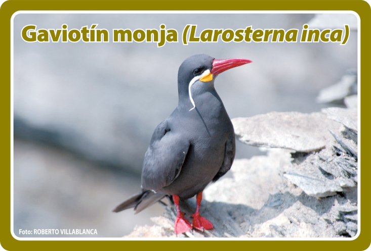 Fauna Frontal