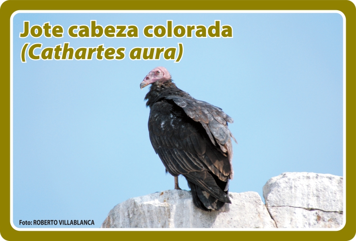 Fauna Frontal