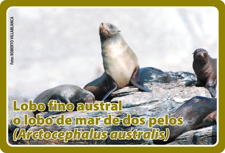 Fauna Frontal