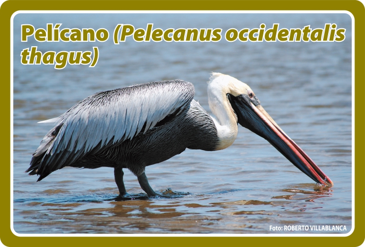 Fauna Frontal