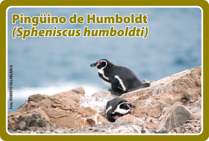 Fauna Frontal