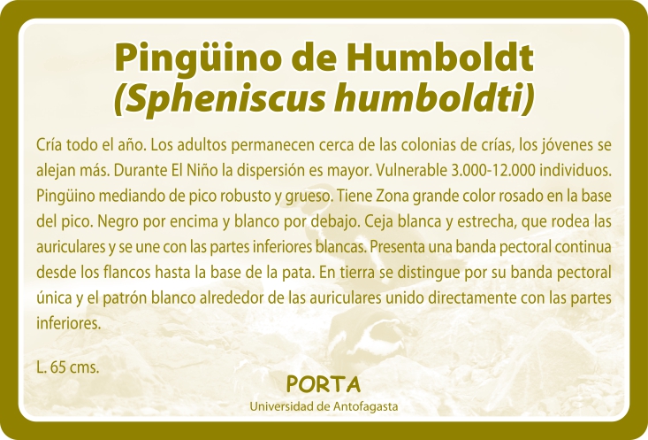 Fauna Reverso