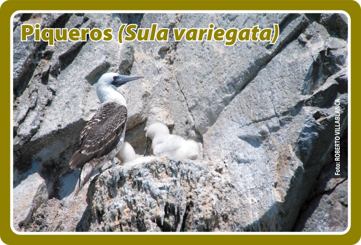 Fauna Frontal