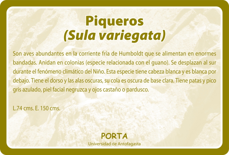 Fauna Reverso