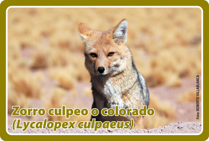 Fauna Frontal